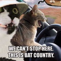cats bat county