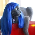cosplay kitty wigs 01