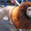 dog lion
