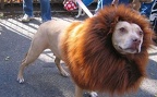dog lion