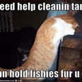 funny pictures cat helps clean fishtank
