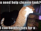 funny pictures cat helps clean fishtank