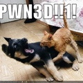 funny pictures cat pwns dog