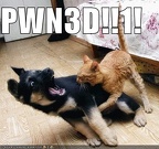 funny pictures cat pwns dog