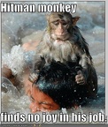 funny pictures hitman monkey drowns boy