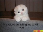 funny pictures this cat will kill you 1YX 001