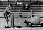 matador tortoise