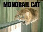monorail cat zoom