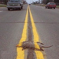road kill lane