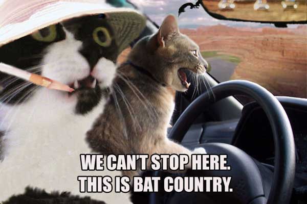 cats_bat_county.jpg