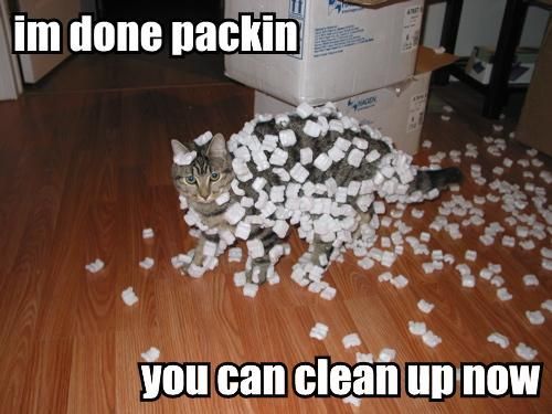 im_done_packing_you_can_clean_up_now_cat_covered_i1.jpg