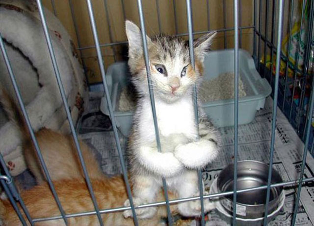 kitten_trying_to_get_out_of_cage_smooshed_face_silly_cats_funny_kittens.jpg