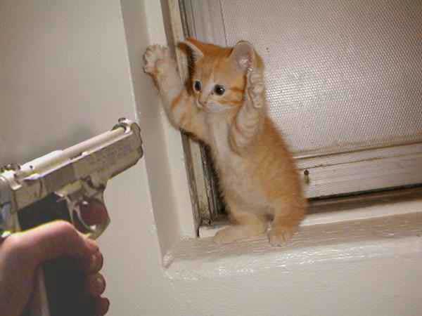 stick_em_up_cat_burglar.jpg